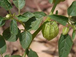 Image result for Physalis lagascae