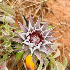 Image result for Macledium zeyheri