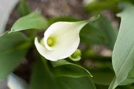 Caring For A Calla Lily Plant Do They Die If You Touch Their Leaves