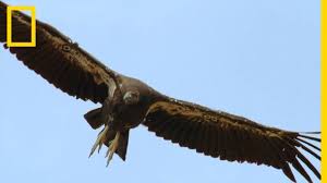 Le Condor De Californie Plus Grand Oiseau D Amerique Du Nord Youtube
