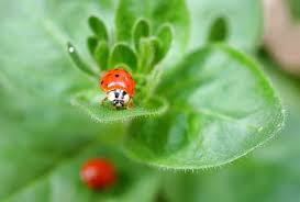 How to release ladybugs in the garden. Ladybug Where Have You Gone Aphid Fighters Tend To Roam