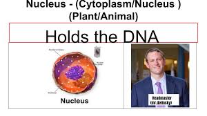 Check spelling or type a new query. Parts Of The Cell Using The Jigsaw Method To Learn About Organelles Middle School Science Blog