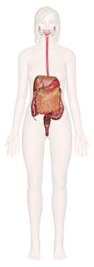 Explore Human Anatomy Physiology And Genetics Innerbody
