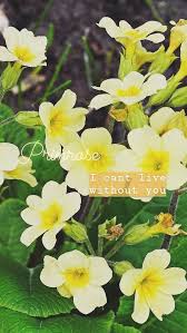 I am so sorry to hear that your beloved grandfather/grandmother has passed away. Saeran Choi And Tea Floriography Or Flower Language