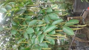 Image result for Antidesma venosum