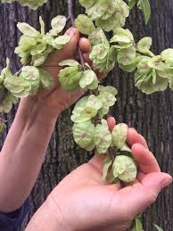 Submitted 3 years ago by deleted. Edible Seeds Foraging Blog Foraging And Feasting