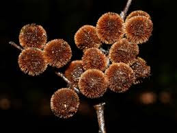 Image result for Peraceae