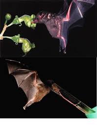 Typically large rosettes with long flat pointed leaves that terminate in an extremely sharp point. How Bats Pollinate Flowers Pollination Birds Elephants And Turtles