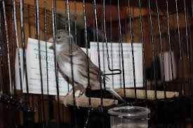 Annual Bird Show 2020 Melbourne Canary Improvement Society