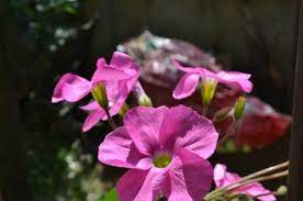 大饼脸 oxalis bowiei 秋植酢浆草种球生长属性 一年生盛花期 春季冬季 花大叶大 易暴盆 plants