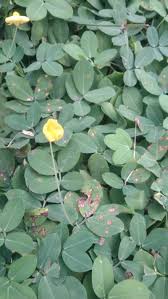 Image result for Arachis