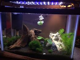 My 2 5 Gallon Red Cherry Shrimp Tank Shrimp Tank Cherry Shrimp Red Cherry Shrimp