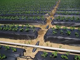 Geotextile is a fabric used in landscaping, drainage. Mulch And Mulching
