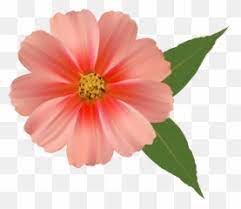 Search more hd transparent single flower image on kindpng. Free Transparent Single Flower Png Images Page 1 Pngaaa Com