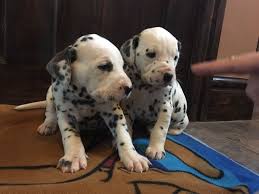 See more of dalmatian puppies for adoption on facebook. Dalmatian Puppies For Sale Newark Nj 272785 Petzlover