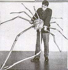 They have bright red backs and white bellies with speckled yellow patterns. Japanese Spider Crab Wikipedia