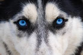 Have you ever seen a white german shepherd? 5 Questions About White Husky Blue Eyes