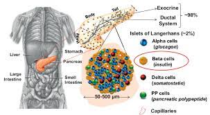 Maybe you would like to learn more about one of these? Schematic Representation Of Human Islets Of Langerhans And Its Composition Download Scientific Diagram