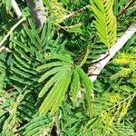 Image result for Acacia brevispica