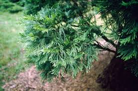 Image result for Calocedrus decurrens