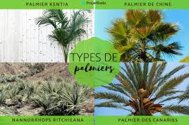 Vente de palmiers en ligne: 20 Types De Palmiers Noms Caracteristiques Et Photos