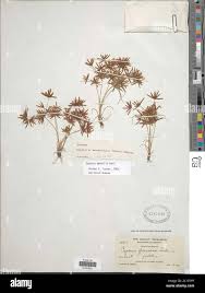 Image result for Cyperus amabilis