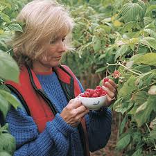 Raspberry plants are relatively easy to grow. How To Grow Raspberries Finegardening