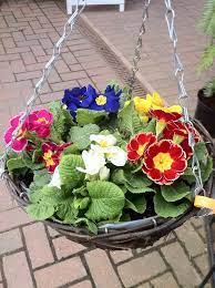 Hanging Basket Hanging Plants Container Flowers Plants
