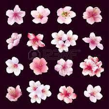 Big Set Of Different Beautiful Cherry Tree Flowers And Leaves Cherry Blossom Art Cherry Blossom Tattoo Cherry Blossom Painting