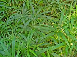 Image result for Cyperus ajax