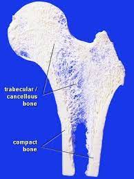 Bone Growth Bone Health Osteoporosis Osteoporosis Bone Health Cancellous Bone