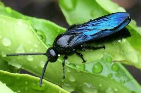 Black And White Wasp Identification Blue Flower Wasp From Australia Blue Flowers Wasp Beetle Insect