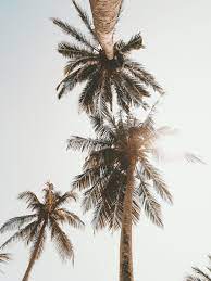 1,191 likes · 51 talking about this. P I N T E R E S T Indiopage P I N T E R E S T Indiopage Palm Palm Trees Wallpaper California Wall Art Tree Wallpaper Iphone