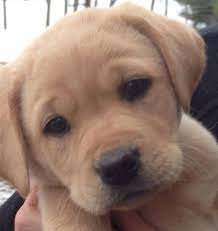 Golden retriever puppies mn cheap. Home Sunset Valley Retrievers Pine Island Mn