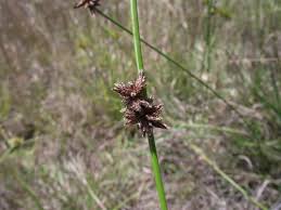 Image result for Schoenoplectus muriculatus