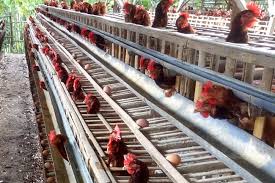 We did not find results for: Kementan Koperasi Salah Satu Jalan Peternak Ayam Petelur Berdaya Saing Kementan