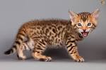 Top 10 Smallest Cat Breeds In the World - Depth World