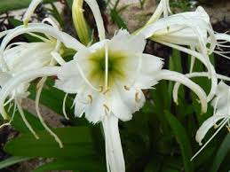 Image result for Crinum rautanenianum