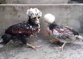 Ayam Polan Umur 3 Bulan Persiapan Kirim Ke Depok Ayamjambul Hargaayam Polan Ayam Mahkota Ayam Polan Dewasa Kandangayam Polan Bald Eagle Palembang Magelang