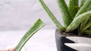 Add sales commission agents to help you in selling aloe vera plants online. How To Make Aloe Vera Gel 8 Steps With Pictures Wikihow