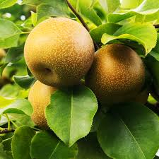 It was introduced on november 05, 2010. Shinko Asian Pear For Sale Online The Tree Center