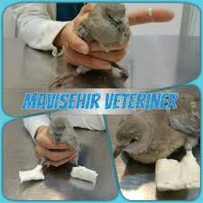 mavisehir veteriner klinik dostlarimiz panosundaki pin