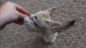 Maybe you would like to learn more about one of these? Training The Baby Fennec Fox To Sit Youtube