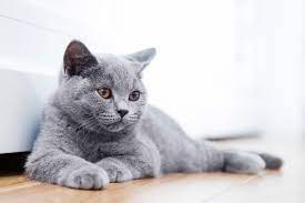 Adopt will a gray or blue russian blue / domestic shorthair / mixed cat in new. 10 Blue Cat Breeds An Overview With Pictures Excited Cats