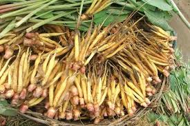 Check spelling or type a new query. Temu Kunci Herbal Antikanker Satu Harapan