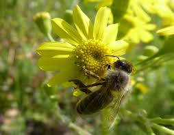 Liebe leserinnen, liebe leser hier eine eigens dem weltbienentag gewidmete webseite, sehr lesenswert. Weltbienentag Wurdigt Wichtige Helferinnen