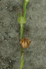 Image result for Limeum sulcatum