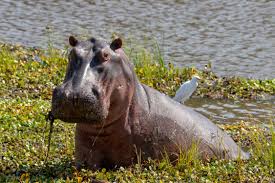 Image result for Hippocratea africana