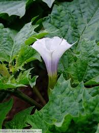 Image result for durman obecný plod