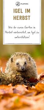 Igel Im Herbst Unterstutzen Plantura Artenschutz Igel Im Garten Igel Im Winter